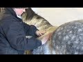 equine mctimoney manipulation therapy session