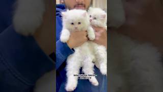 White Persian Kittens in Pakistan/Cats Price/Cute cats/Cat baby/Long coat #cats #kittens #shorts