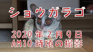 ショウガラゴ   　2020年2月9日 午前10時頃の撮影