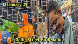 Exotic Birds Price Update 12th Jan 2025Gallif Street Pet Market Kolkata BirdMarket|Tala Bird Market