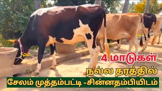 தரமான நான்கு மாடுகள் விற்பனை @Lakshmi-dairy-Farms #cow #dairy #sales #good #farming #farm #jersey