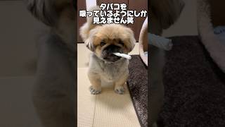 大好きな歯磨きガムがタバコを吸っているようにしか見えないペキニーズ　#shorts #pekingese #dog