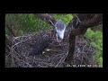 ~ sea eagle bieliki białobrzuche karmienie i ataki dzierzbowrona ~ sydney australia