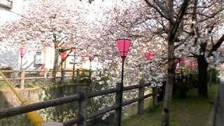 大分県日田市にある中野川沿いの八重桜