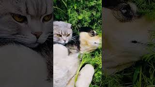 Це наймиліше і найняшніше відео. The cutiest video #cat #cute #україна #shorts