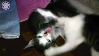 子猫の兄弟喧嘩が可愛すぎる「生後３２日目」子猫がかわいい仔猫を産みました！