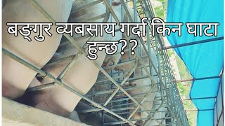 किन बङ्गुर ब्यबसाय घाटामा जादैछ??#hamro_awaztv