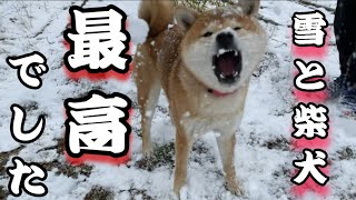 衝撃【柴犬】はじめての雪にハイテンションで飼い主と遊ぶ姿！shiba inu