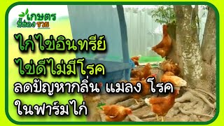 รายการเกษตรอินทรีย์ชี้ช่องรวย EP269ฟารม์เลี้ยงไก่ไข่ เลี้ยงหมูชีวภาพปลอดสารฯ ลดปัญหากลิ่นเหม็น