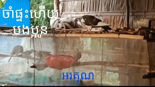 @ការចិញ្ចឹមព្រាប/ ចាំផ្ទះហើយបងប្អូន