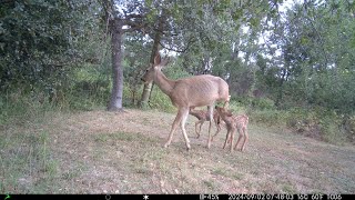 Best Trail Cam Clips of the Month (September 2024 Highlights)