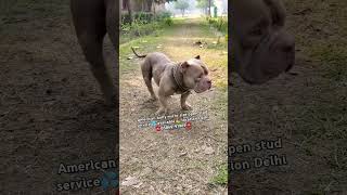 American🐾bully micro size open stud service💦available⛳ location Delhi