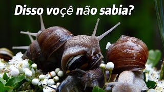 curiosidades que voçê não sabia sobre caracóis