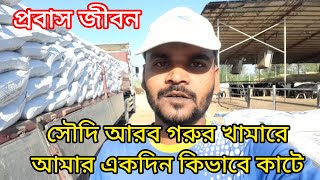 সৌদি আরব প্রবাস জীবন গরুর খামারে একদিন কি কাজ করতে হয়।blog video|Saudi Arab|Cow Farm|Nasim Uddin BD