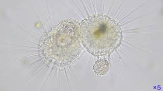 分裂中にワムシとツリガネムシを捕食する太陽虫　5倍速版