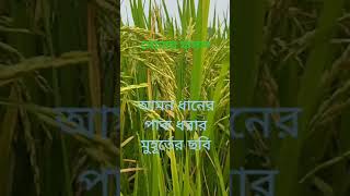 ঠাঁই নেই ঠাঁই নেই ছোট সেই তরীআমার সোনার ধানে গিয়েছে ভরি।#rice #agro #hardwork #agriculture #farmer