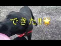 【衝撃映像】生後4ヶ月の犬がフリスビーで遊ぶと。。。【ラブラドールレトリバー】【子犬】