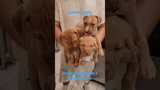 apbt puppies.          #pitbulls #apbt #bolio #redboyjocko #puppies