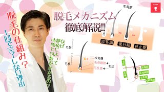 脱毛の仕組み徹底解説‼毛周期と施術間隔との関係とは？…部位によって抜けにくいところがあるのは何故⁉