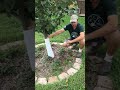 How much water does a fruit tree need?