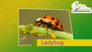 Garden Bugs Identification - Good Bugs / Bad Bugs (Must Know for Every Gardeners)