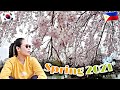 CHERRY BLOSSOM IN KOREA ( SPRING NA! ) | Elyrose Kim vlog