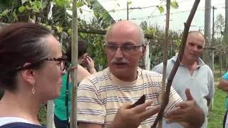 339 ) - PODA DE VIDEIRAS DE 1 A 2 ANOS – SP SP ( PARTE 1 ) FERRAZ DE VASCONCELOS -  SP   470