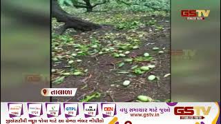 Gir Somnath :તાઉ - તે વાવાઝોડાના કારણે ગિરસોમનાથના તાલાળા પંથકમાં કેસર કેરીનું ભારે વ્યાપક નુકસાન