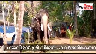 ഗജവീരൻ ശ്രീ വിജയം കാർത്തികേയൻ ഓർമയായി | Sree Vijayam Karthikeyan