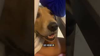 엄마 내마음 모르죠 😭 간식좀주라 #간식 #댕댕이 #반려견 #골든리트리버 #goldenretriever #대형견