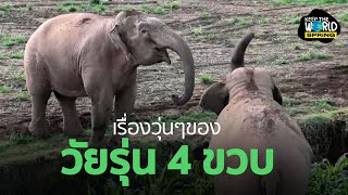 คลิปน่ารักพบครอบครัวช้างลูกดกในป่าใหญ่ | Keep The World