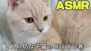 可愛いすぎ…甘えん坊な子猫のゴロゴロ音が止まりません。【ASMR】