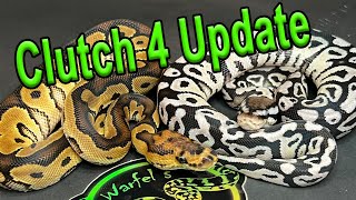 Clutch 4 Update Ball Pythons