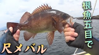 相模湾の沖の根魚五目でデカメバル