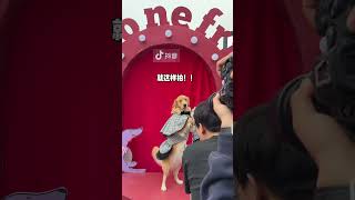 夜上海，夜上海，來壹曲 #pets #goldenretriever #寵物生活#shorts