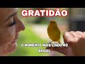 GRATIDÃO È SENTIMENTO DE ALMAS NOBRES... CACAU SCHWARZ