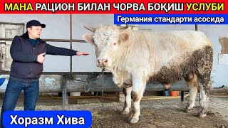 МАНА РАЦИОН БИЛАН БУҚА БОҚИШ СИРЛАРИ ХОРАЗМ ХИВА 3-января 2025 г.