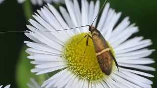 Fairy Longhorn Moth Sipping Nectar ホソオビヒゲナガ♂（蛾）がヒメジョオンを訪花吸蜜