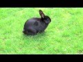 Black Bunny Rabbit, Walking Outside