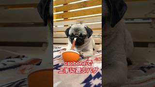 【おやつカミカミするパグ】 #shorts #パグ #フレブル #こいぬ #pugs #frenchies #かわいい #asobone #アソボーン