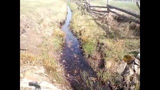 Szczupaki pokonują przeszkodę w drodze na tarło.