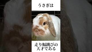 うさぎの雑学#うさぎ #かわいいうさぎ #かわいい #うさぎの雑学 #rabbit #癒し #ざつがく