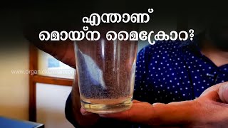 മൊയ്‌ന മൈക്രോറ,  വ്യാവസായികാടിസ്ഥാനത്തില്‍ കേരളത്തിലാദ്യം | Moina Micrura Culture | Live Fish Food