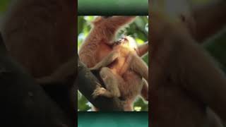 Gee's Golden Langur