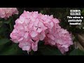 2022 5月7日 桃園繡球花季開幕 hydrangea festival in taoyuan 枕山覓徑 枕頭山商圈 基國派老教堂 免費景點