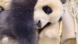 A Baby Panda Fubao Sleeping Like an Angel  | Everland Panda World 'FuBao'