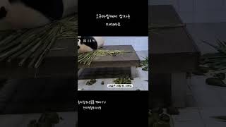 고구마밭에서 잠자는 아이바오 #에버랜드판다월드 #아이바오