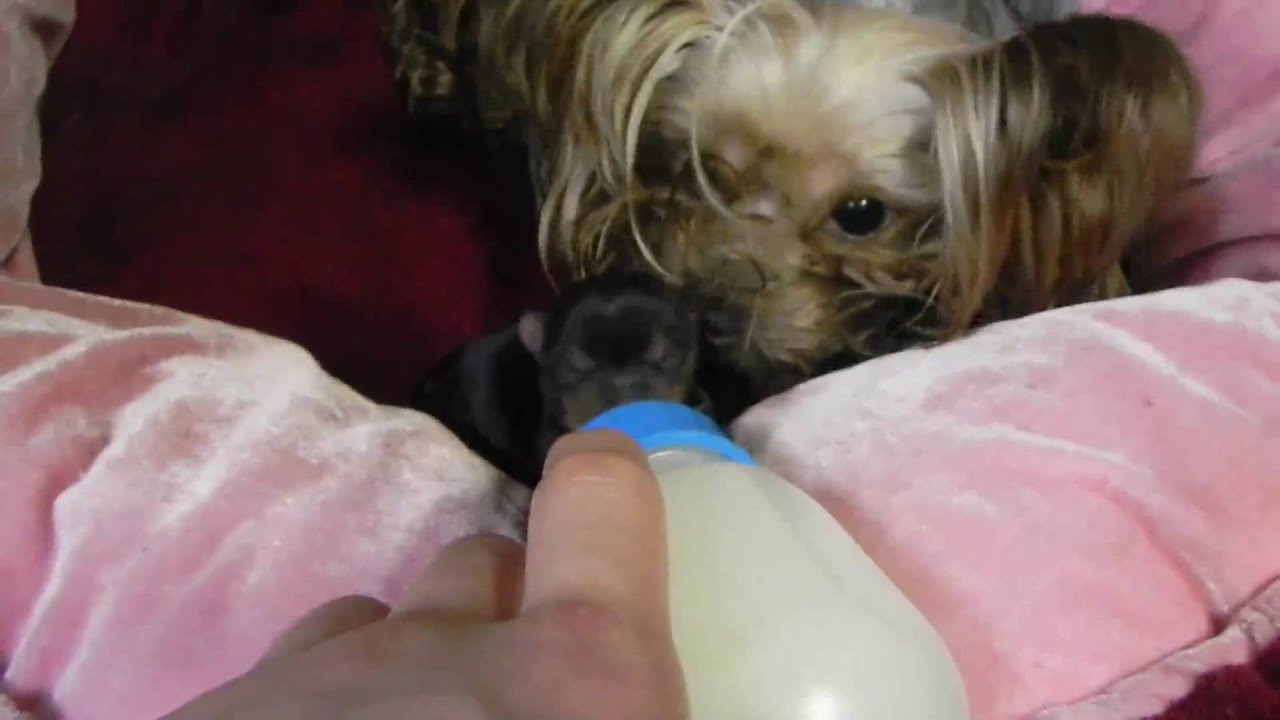 Yorkshire Terrier GIVING BIRTH!!!!!! Live In JapanEP.3 - YouTube