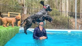 Kenny the Cocker Spaniel Dock Diving