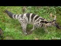 civet species civet of the world list of all civet species